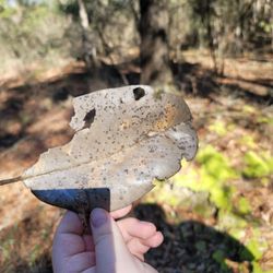 Apalachicola National Forest