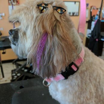 Doggie Styles Day Spa - Pet Groomers Near Me - Beavercreek, Ohio