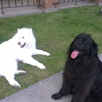 Healthy Pet Haven - Nanuq is so White he is glowing and Osa is black and Beautiful. - Pet Groomers Near Me - Dillon, Colorado