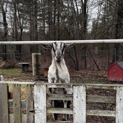 Cozy Creations Shoppe - Billy the goat