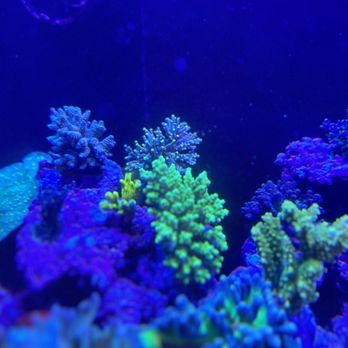 Reef Lab Aquatics - Aquarium Services Near Me - Morgan Hill, California