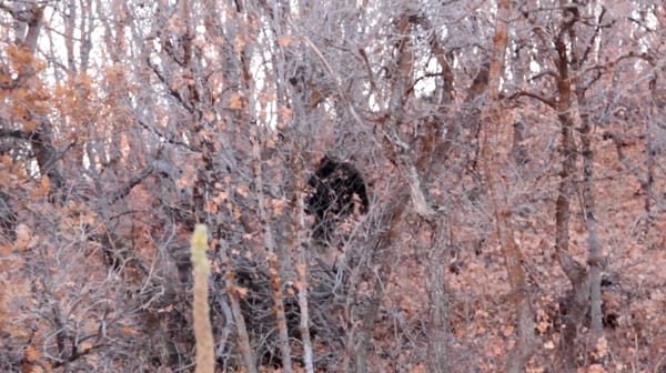 Bigfoot Discovery Museum by null