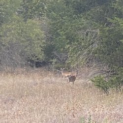 Airport Park - Deer