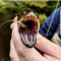 Brackish Flies - A hungry brook trout chomping down on one of our Brackish Shiner Flies!
