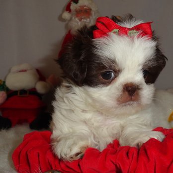 Faith's Little Angels - Belle (Shih Tzu) Puppy - Pet Breeders Near Me - Lipan, Texas Faith's Little Angels - Belle (Shih Tzu) Puppy - Pet Breeders Near Me - Lipan, Texas