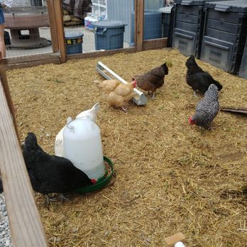 Manuela - chickens - New American Near Me - Los Angeles, California Manuela - chickens - New American Near Me - Los Angeles, California