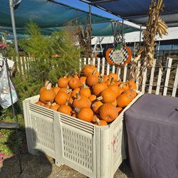 Thies Farm and Greenhouses