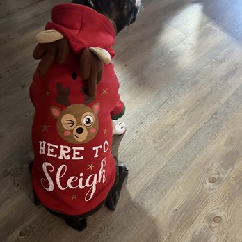 Doggy Retreat and Spa - Pet Sitting Near Me - Cutler Bay, Florida Doggy Retreat and Spa - Pet Sitting Near Me - Cutler Bay, Florida