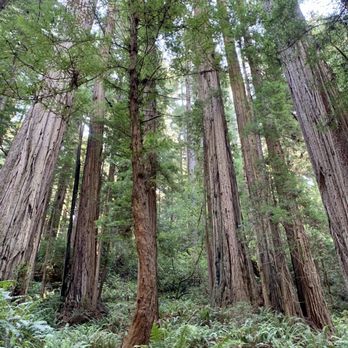 Cathedral Trees Trail - Hiking Near Me - Orick, California