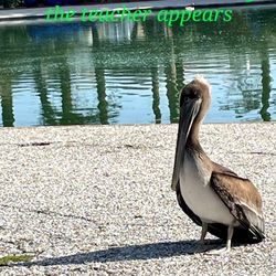 Golden Gate Park Tai Chi Class - Visitor at our practice May 2023, photo by kmuhk. New beginning class starts Sun, Sept 3,2023, 9:30-10:40am.