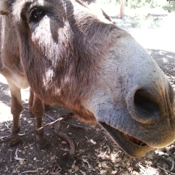 Barron Park Donkeys - Community Service/Non-Profit Near Me - Palo Alto, California Barron Park Donkeys - Community Service/Non-Profit Near Me - Palo Alto, California