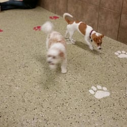 Fun Fur Pets