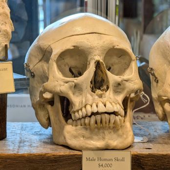 Paxton Gate - Human skulls and bones for sale - Home Decor Near Me - San Francisco, California Paxton Gate - Human skulls and bones for sale - Home Decor Near Me - San Francisco, California