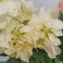 Dylan's Garden And Gifts