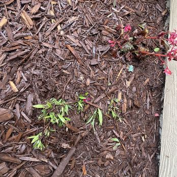 First Coast Mulch - More buried flowers. And most of the leaves and flowers have been destroyed on the remaining plants. - General Contractors Near Me - Saint Johns, Florida First Coast Mulch - More buried flowers. And most of the leaves and flowers have been destroyed on the remaining plants. - General Contractors Near Me - Saint Johns, Florida