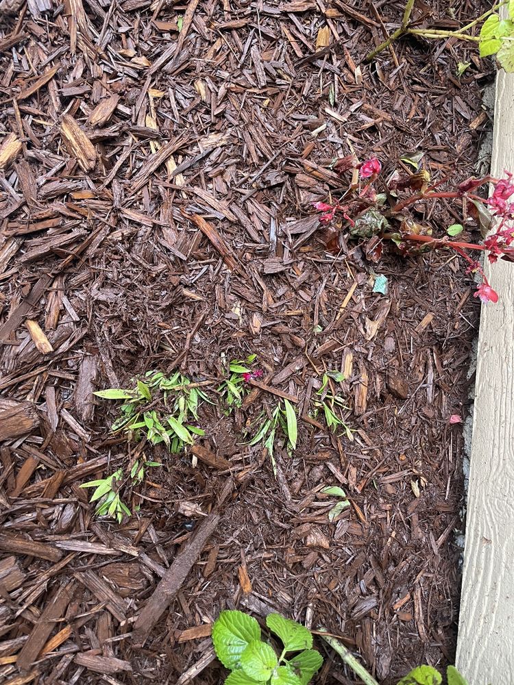 FIRST COAST MULCH Updated August 2024 30 Photos 4672 Race Track