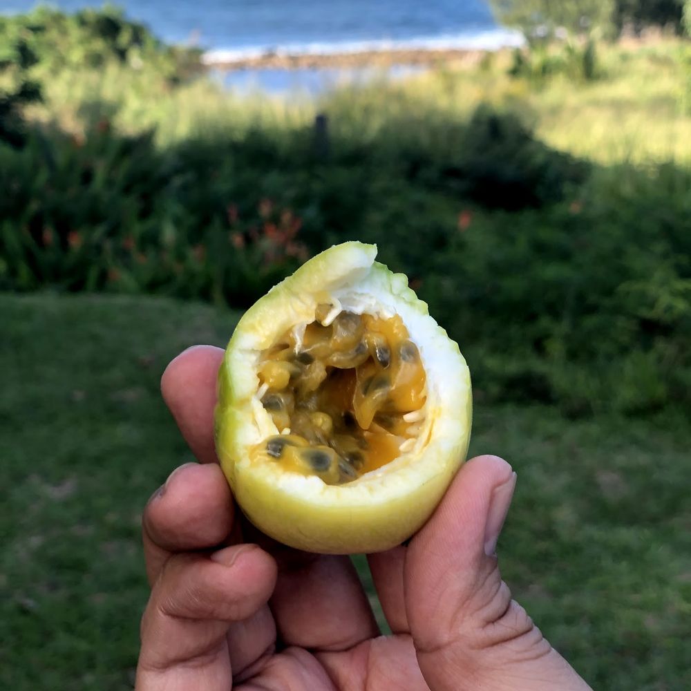 Lorraine Shave Ice - Ever wondered what the inside of a lilikoi fruit looks like?  here you go! - Desserts Near Me - Wailuku, Hawaii