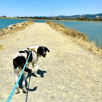 Point Isabel Regional Shoreline - Ahhh.... It's a dog's life. Our new rescue puppy Flynn. Just turned 1 year old. We are so lucky to have him. - Dog Parks Near Me - Richmond, California Point Isabel Regional Shoreline - Ahhh.... It's a dog's life. Our new rescue puppy Flynn. Just turned 1 year old. We are so lucky to have him. - Dog Parks Near Me - Richmond, California