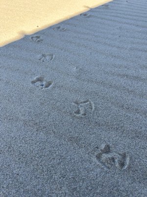 Holland State Park - Macatawa Campground by null