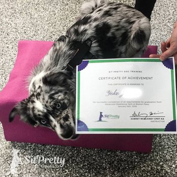 Sit Pretty Dog Training - Pet Training Near Me Sit Pretty Dog Training - Pet Training Near Me