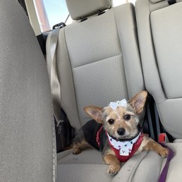 This is summer sausage with her fresh cut, all dolled up