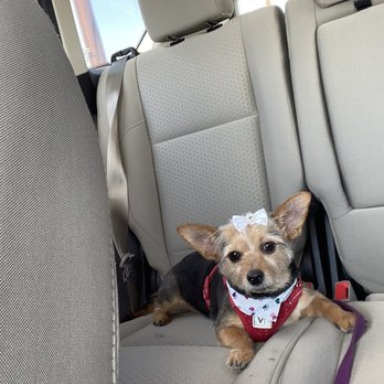 Resa's K-9 Salon - This is summer sausage with her fresh cut, all dolled up - Pet Groomers Near Me - Lubbock, Texas