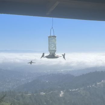 West Point Inn - view from upper deck- lots of hummingbirds! - Hotels Near Me - Mill Valley, California West Point Inn - view from upper deck- lots of hummingbirds! - Hotels Near Me - Mill Valley, California