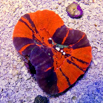Treasure Coast Corals - Aquarium Services Near Me
