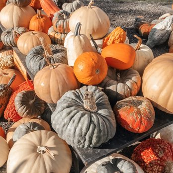 Johnson's Locust Hall Farm - Attraction Farms Near Me - Jobstown, New Jersey