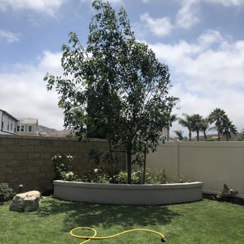 Moon Valley Nurseries - Tree Services Near Me - Chino, California Moon Valley Nurseries - Tree Services Near Me - Chino, California