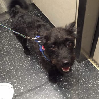 Fur Babies - Dog Walkers Near Me - Parkland , Florida Fur Babies - Dog Walkers Near Me - Parkland , Florida