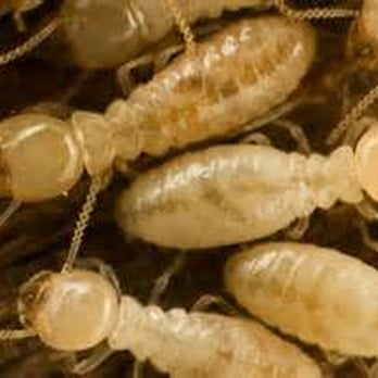 Arizona Pest Prevention - Subterranean termites under magnification - Pest Control Near Me - Phoenix, Arizona Arizona Pest Prevention - Subterranean termites under magnification - Pest Control Near Me - Phoenix, Arizona