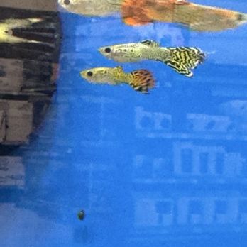 Petco - Pet Stores Near Me - San Antonio, Texas Petco - Pet Stores Near Me - San Antonio, Texas