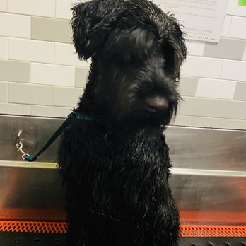 Petco - Dog bath tub - Pet Stores Near Me - San Antonio, Texas