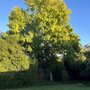 Photo of Blue Ox Tree Service