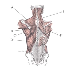 Body Works By Don Worley - Myofascial Therapy