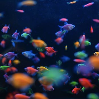 Fish Gallery - Local Fish Stores Near Me - Spring, Texas Fish Gallery - Local Fish Stores Near Me - Spring, Texas