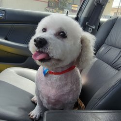 Mi Mascota Pet Shop and Grooming - Just took my to mi mascota. He's been going there for 5 years. They always do a great job!