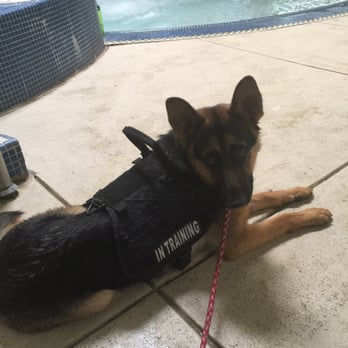 Cool K9's Dog Training - Bell at a public pool for the first time - Pet Training Near Me - Peyton, Colorado