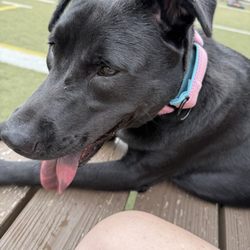 Doggos Dog Park and Pub - Sitting on the platform with my Mom, watching everyone play while taking a break!!