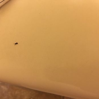 Lakeshore Inn Waterfront - More ants. - Hotels Near Me - Moses Lake, Washington Lakeshore Inn Waterfront - More ants. - Hotels Near Me - Moses Lake, Washington