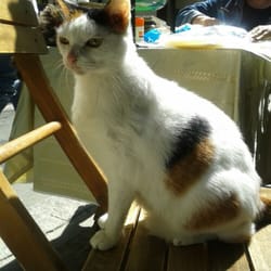Rafael Solaz - Blanca, la gata de la librería