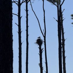 Bald Point State Park - Birdwatchers paradise!