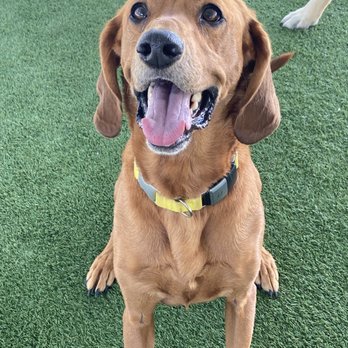 Eastside Animal Clinic - Veterinarians Near Me - Naples, Florida