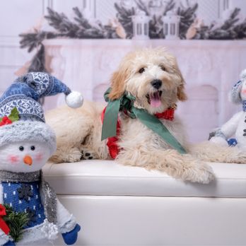 LunAzul Photo Studio - Family friendly. Yes, furry family too. - Session Photography Near Me - Katy, Texas LunAzul Photo Studio - Family friendly. Yes, furry family too. - Session Photography Near Me - Katy, Texas