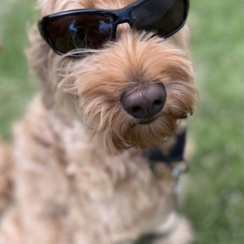 Hele Mai K9 - Cool doggie - Pet Boarding Near Me