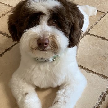 Domino Schnoodles - Teddy the Schnoodle - Pet Breeders Near Me Domino Schnoodles - Teddy the Schnoodle - Pet Breeders Near Me