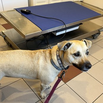Riverside Animal Hospital - Daisy waiting for her annual exam - Veterinarians Near Me - Riverside, Rhode Island Riverside Animal Hospital - Daisy waiting for her annual exam - Veterinarians Near Me - Riverside, Rhode Island