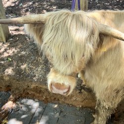 Cedar Pond Farms - Blondie is so sweet and loves her treats!
