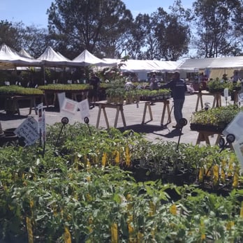 Tomatomania! - So many choices, I can't wait for my fruit. - Festivals Near Me - San Diego, California Tomatomania! - So many choices, I can't wait for my fruit. - Festivals Near Me - San Diego, California
